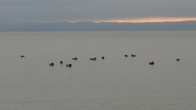 17.10.2024 Enten am Neusiedlersee in der Dämmerung. 

