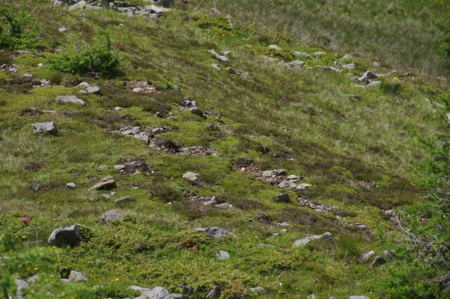 Auf Bäumen und im Gestrüpp können sich Tiere leicht verstecken. Aber hier? Und doch sind hier drei Vögel in offener titoler Landschaft "versteckt". Und zwar... findest du sie? 

Die Rätsellösung gibt's nächste Woche in einem Kommentar.  | Foto: Zuzana Kobesova 2024