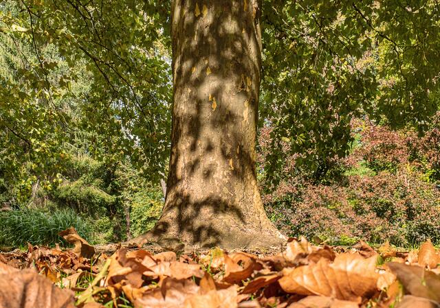 Lichtspiele am Ahornstamm.