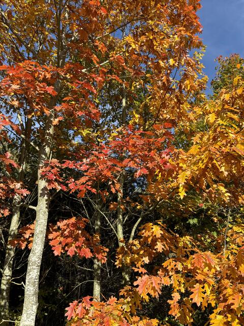 So bunt ist der Herbst! | Foto: Martina Schweller