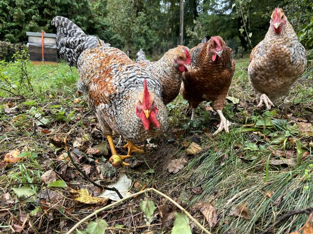 Was guckst du? | Foto: Martina Schweller