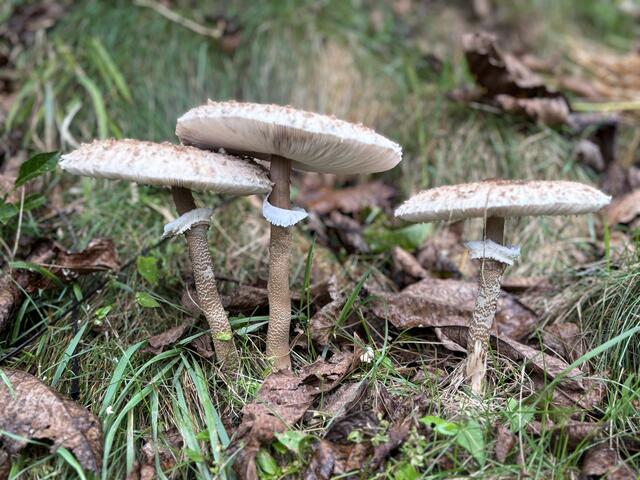 Schwammerlzeit im Wald | Foto: Martina Schweller