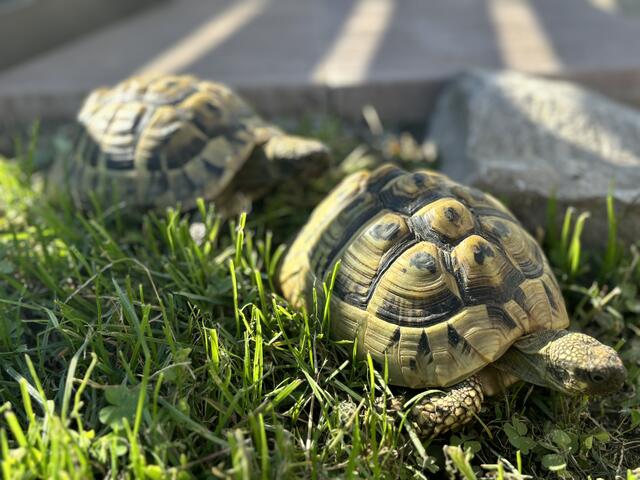 Jetzt geht es für die Schildkröten bald in die Winterruhe! | Foto: Martina Schweller 