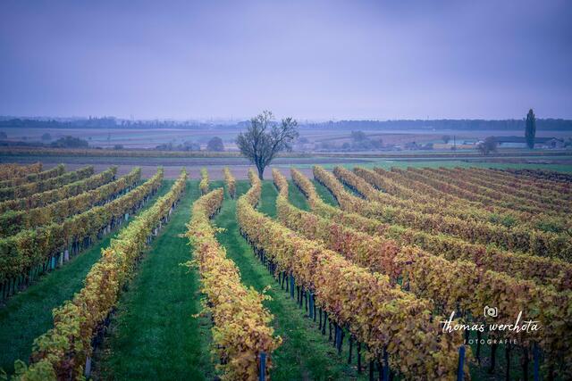 Inmitten der Weingärten vom Weingut Kollwentz stehend, die Farbenpracht des heutigen Nationalfeiertages wahrnehmen dürfen | Foto: Thomas Werchota