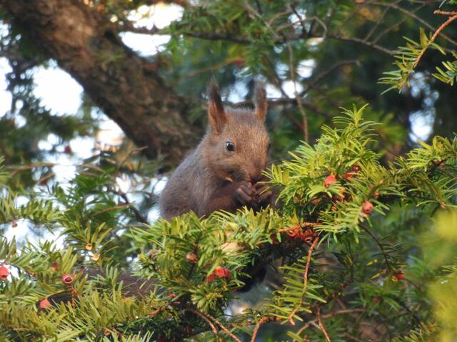 Ein Ast wackelte auffällig. Was versteckt sich dort? So niedlich habe ich ein Eichhörnchen noch nicht gesehen. Aus dem Schatten wackelnder Nadeläste sah ich zwei Ohrbüschel aufblitzen. Ha, je weiter zur Spitze des Astes umso köstlicher werden offenbar die Früchte.... Jedenfalls, großartig, dass das Eichkatzerl so hungrig war, sonst wäre mir das Foto nicht gelungen 😊. | Foto: Zuzana Kobesova 2024