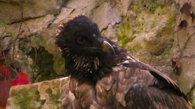 20.10.2024 Bartgeier
mehr zu Vögeln in meinem Beitrag "Faszinierende Vögel"