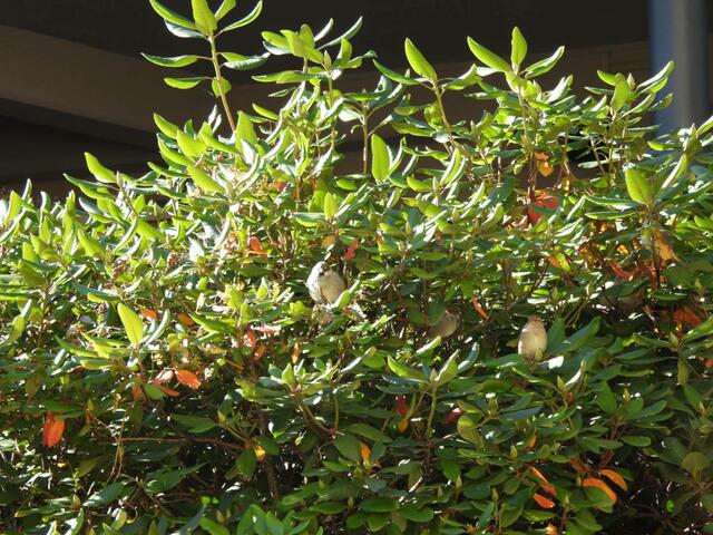 Sie haben sich wieder versteckt, die 5 frechen Spatzen. Das "Fahnfungsbild" anbei. Viel Spaß und Erfolg beim Rätseln! 😊


PS: Das Foto machte ich erst kurzlich in Bad Gleichenberg. | Foto: Zuzana Kobesova 2024