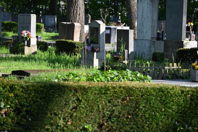 Ein Allerheiligen,Rätsel: 
Ein Stammgast am Zentralfriedhof hat hier die Grabpflege auf eigene Art verstanden. In seinem Gewand fällt er dort nicht gar so auf. Findest du ihn? 
Viel Spaß und einen schönen Feiertag allerseits! 🕯🪦🌿 | Foto: Zuzana Kobesova 2024