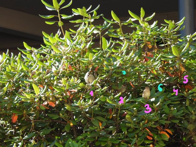 Die Spatzen können sich gut verstecken. Manche kann man deshalb "doppelt" sehen, ohne ganz sicher zu gehen, dass es ein weiterer Spatz ist. Deshalb habe ich diesmal in pink die sicheren und in türkis die vielleicht-Spatzen markiert. 
Gratulation &amp; danke fürs Mitmachen! 💖👌 | Foto: Zuzana Kobesova 2024