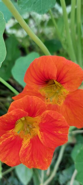 Zwar zerzaust und etwas abgekämpft, aber sie blüht noch immer.  | Foto: Zuzana Kobesova 2024