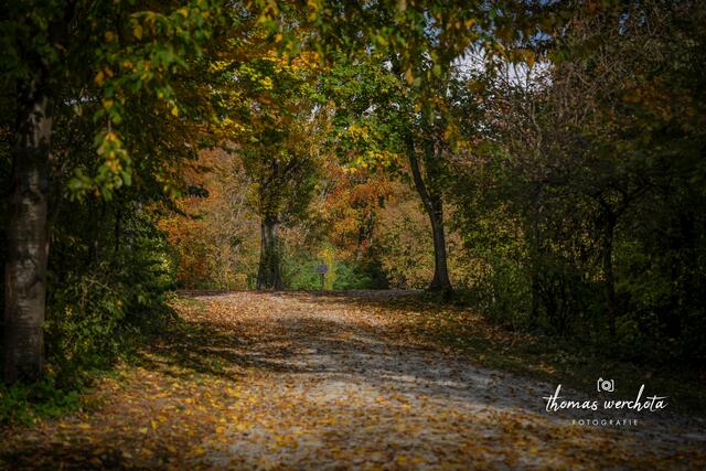 2024-10-31 - Schlosspark Esterházy im herbstlichen Blätterkleid uns wunderschöne Momente schenkt! | Foto: Thomas Werchota
