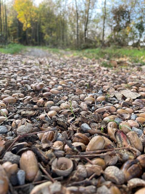 Der Waldboden voller Eicheln. Schöner Spaziergang in Osterburg.