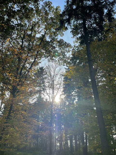 Herbststimmung im Pielachtal. | Foto: Martina Schweller