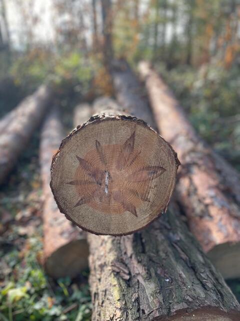 Eine Blume im Holz, wunderschön was die Natur zeichnet. | Foto: Martina Schweller 