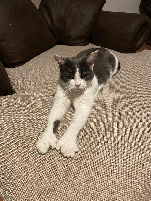 Joga für Katzen  | Foto: Martina Schweller