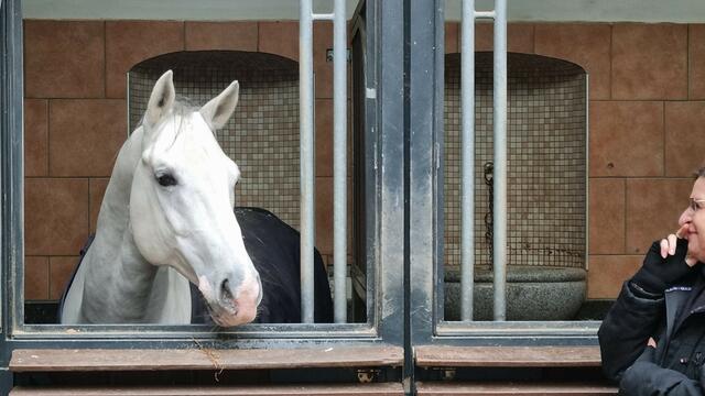 10.11.2024 viele Touristen und wenig Wiener beim "Geführten Rundgang - Ein Blick hinter die Kulissen der Spanischen Hofreitschule" hier in der Stallburg, die als Residenz von Erzherzog Maximilian 1558-1565 durch den  Architekten Pietro Ferrabosco errichtet wurde. Später wurde hier die Spanische Hofreitschule untergebracht.
Wir Wiener kennen es ja schon!