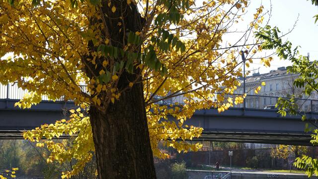 16.11.2024 Die herbstliche Sonne bringt das Laub zur Geltung!