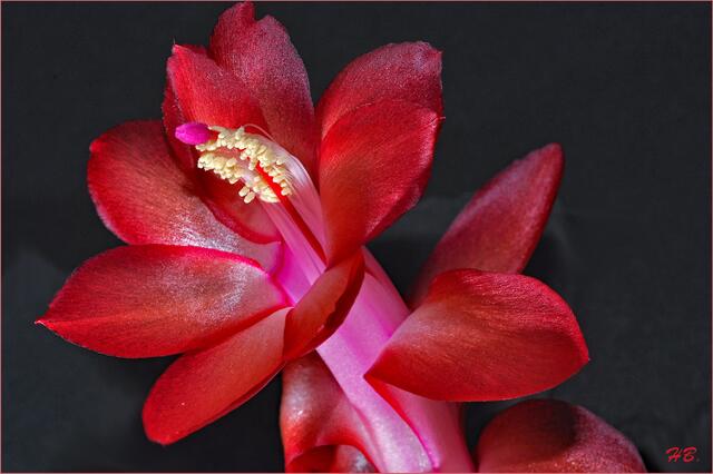 " Weihnachtskaktus " hat sich offenbar am Kalender geirrt    ---  Blüte jetzt, 23. November. Foto Hans Baier