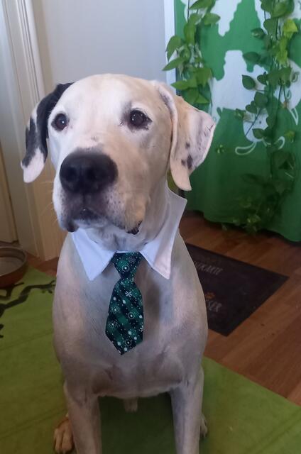 Johnny in Festtagskleidung 😉