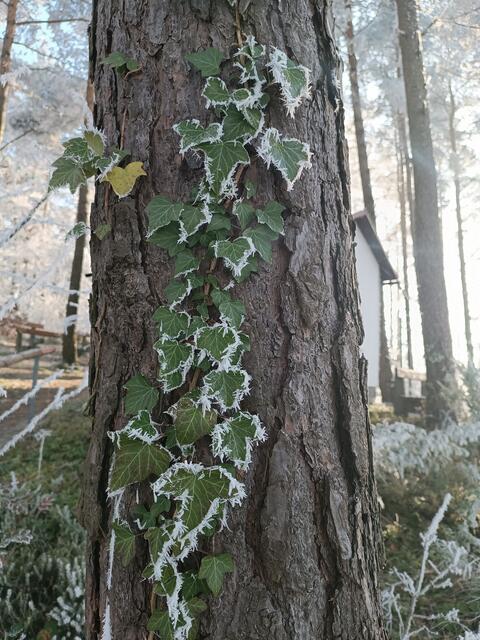 Frostiger Efeu am Baum