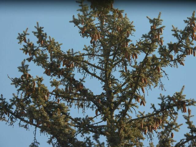 Auf diesem Bild sind bis zu 4 Stieglitze gesessen - auf dem Foto sind mindestens 2 klar zu erkennen. Wo stecken sie?  | Foto: Zuzana Kobesova 2025