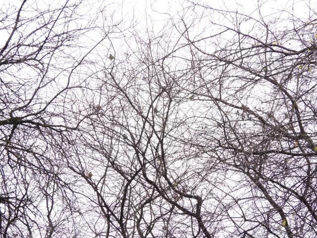 Ein nackter Baum? Von wegen. Eine Schar Meisen hat ihn für sich entdeckt. Bloß, wie viele sind es? Finde es heraus ☺️! | Foto: Zuzana Kobesova 2025