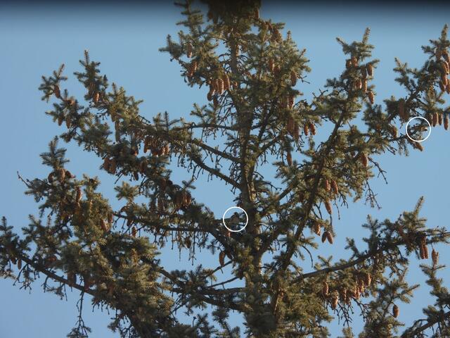 Tadaaa - hier sind die zwei Stieglitze, die bei uns in Gersthof zu Besuch kamen. Weiß eingeringelt, alle weiteren Besucher:innen sind gut versteckt oder gut getarnt 😃.


Das ursprüngliche Rätsel ist hier zu finden: https://www.meinbezirk.at/waehring/imagepost/bildraetsel-nr-11-stieglitze-zu-besuch_i762229 | Foto: Zuzana Kobesova 2025