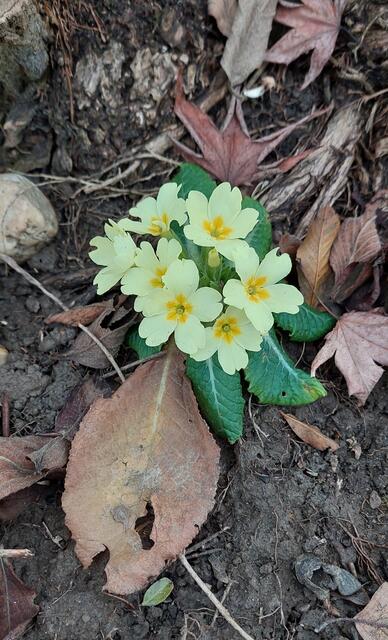 ...beim Gartenrundgang entdeckt  - ...überall "blinzeln" sie hervor: die Schlüsselblumen!

Wissenswertes aus Wikipedia:
"Als Heilpflanze werden Primel-Arten wegen ihres hohen Gehaltes an Saponinen eingesetzt. Diese Substanzen wirken z. B. bei Erkältungskrankheiten und chronischer Bronchitis sekretolytisch (schleimlösend) und expektorierend, d. h., sie fördern den Auswurf von Schleim.

Die Blüten der Schlüsselblumen, Himmel- oder Johannesschlüssel liefern: Flores Primulae. Man sammelt die Blüten im Frühjahr bei sonnigem Wetter, befreit sie von den Kelchen, trocknet sie bei gelinder Wärme und bewahrt sie in dichtgeschlossenen Gefäßen auf.

In den Blüten, hauptsächlich in den Kelchblättern, kommen Saponine vor (besonders die Primulasäure) – ca. 2 %. 
In den übrigen Blütenteilen kommen hauptsächlich Flavonoide, Carotinoide, Spuren von ätherischem Öl, und Enzyme (Primverase) vor. Der Tee wird als mild wirkendes Sekretolytikum (schleimlösendes Mittel) bei Husten, gegen Bronchitis und Erkältungskrankheiten verwendet."
(Angaben ohne Gewähr)

 | Foto: Monika Petanovitsch