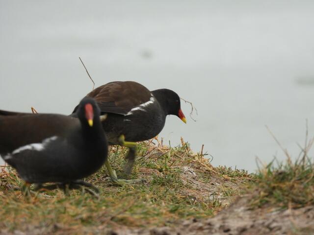 Er ist offenbar wieder da... der Frühling. Nicht der meteorologische, sondern der emotionale. Viele Tiere sind bereits paarweise unterwegs. Hier zwei Teichhühner von Wienerberg. Einige Tiere richten schon ihre Bleiben für die neue "Saison" her - Eichhörnchen für Kobel konnte ich schon sichten. | Foto: Zuzana Kobesova 2025