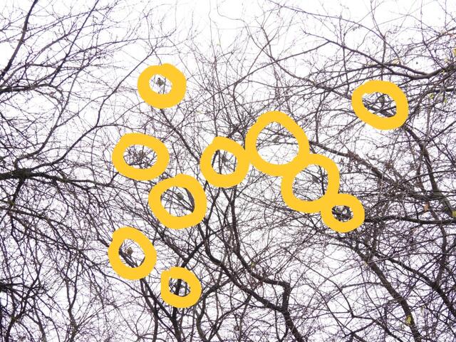 Es sind jedenfalls 10 Meisen auf diesem Baum zu finden. Einige Vielleicht-Meisen könnten sich noch dazwischen verstecken. Aber was, ihr habt die sicher alle gefunden!


Das ursprüngliche Rätsel ist hier zu finden: https://www.meinbezirk.at/wien/imagepost/-bildraetsel-nr-13-ein-baum-voller-meisen_i762457

 | Foto: Zuzana Kobesova 2025