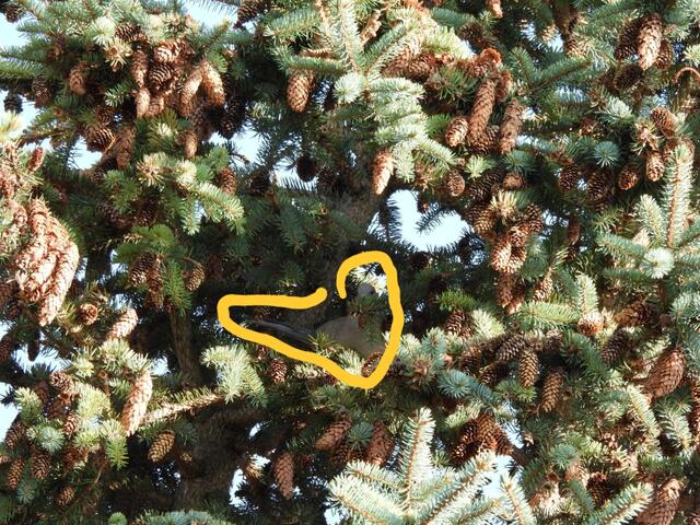 Die schöne Türkentaube ist gelb eingeringelt. 

Hier ist das ursprüngliche Rätsel zu finden: https://www.meinbezirk.at/wien/imagepost/-bildraetsel-nr-12-eine-taube-machte-sich-unsichtbar_i737045 | Foto: Zuzana Kobesova 2025