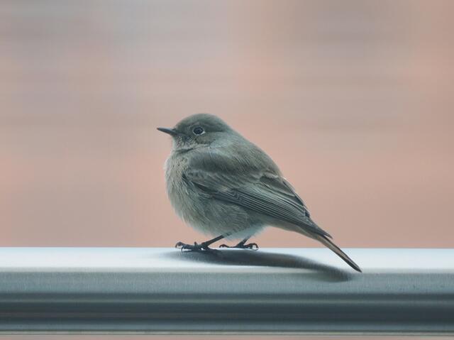 Ein Gast auf unserer Terrasse, fotografiert durch die Fensterscheibe. | Foto: Anton Kroh 