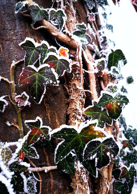 Efeu im Winterkleid