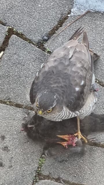 Eine an die Glasscheibe geprallte Amsel wird vom Sperber verspeist. 