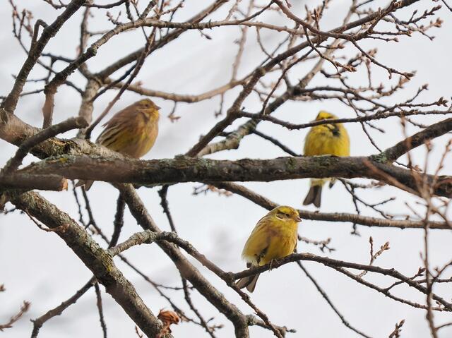 Oberhalb von St.Veit a.d.Triesting entdeckte ich einen Trupp von Goldammern auf einem Baum. | Foto: Anton Kroh 