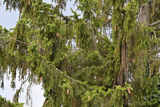 Ein wunderschöner Nadelbaum am Zentralfriedhof, aber eine Ringeltaube? Weit und breit nix zu sehen. Würde man meinen. Aber doch, sie ist neugierig. Wo ist sie? Finde sie, den Paparazzi 🙈 👀 | Foto: Zuzana Kobesova 2025