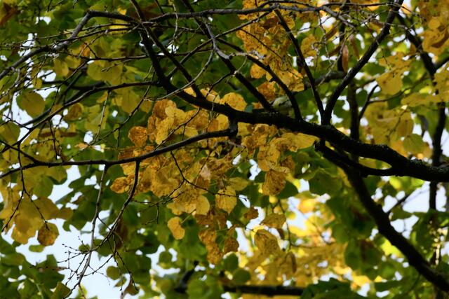 Die Meisen sind verspielte Wesen. Dieser hat es in Herbst Spaß gemacht mich zu narren. Ich kriegte sie deshalb nicht in voller Pracht auf ein Bild. Pech gehabt. Jetzt kam mir das Foto wieder in die Hände und teile mein Rätselraten mit euch. Vllt bin ich ja nicht die Einzige, für die die Meise nicht gleich zu finden war.... | Foto: Zuzana Kobesova 2025
