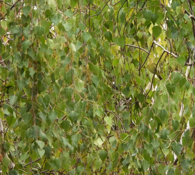 Ein Zilpzalp - ein sympathischer Singvogel -  kann unter den gelblichen Blättern schon mal wie ein Blatt aussehen... nur gibt es so viele Blätter auf dem Baum. Findest du das falsche Blatt? 🎶🎵 🐦 | Foto: Zuzana Kobesova 2025