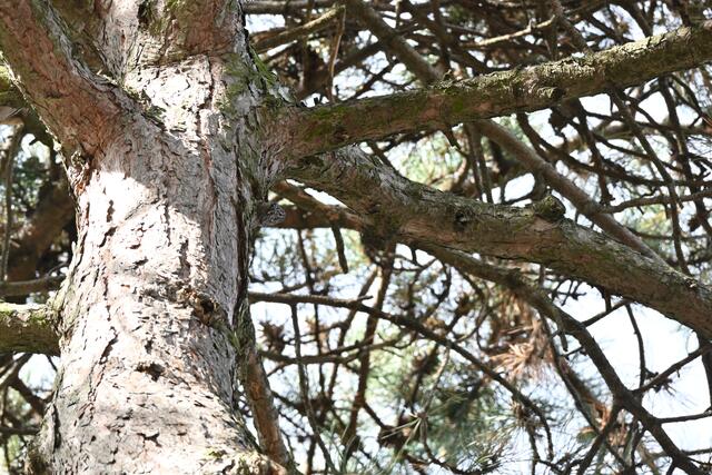 Ein winziger Kletterer - das kann der Waldbaumläufer sein. Meist hört man nur sein zartes hochgezogenes Rufen. Aber ihn zu sehen, da braucht man Glück. Er ist gut getarnt und deshalb wohl mal auch ein Bildrätsel... 🪶

Hier die Auffrischung zur Vogelart: https://www.birdlife.at/voegel/waldbaumlaeufer/ | Foto: Zuzana Kobesova 2025