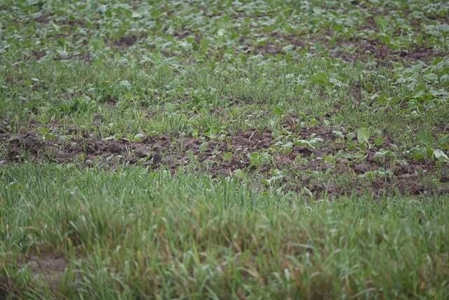 Ein Hausrotschwanz spielt Verstecken auf offenem Feld... nicht ganz erfolgreich. Findest du ihn auch? Brille aufsetzen, zoomen... und er springt dir sicher bald ins Auge. 🐦‍⬛😅 | Foto: Zuzana Kobesova 2025