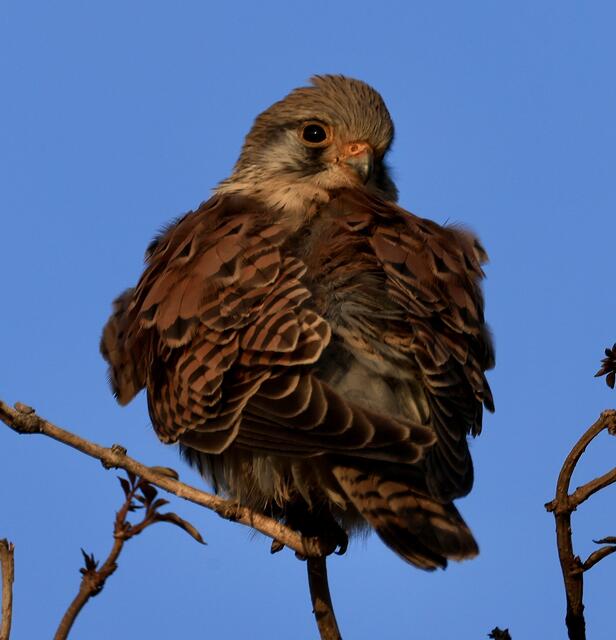 Aufmerksamer Falke lies mich nicht aus den Augen 🥰