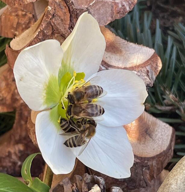 Erste Schneerosenblüte in unserem Garten, die Bienen konnten es kaum erwarten!