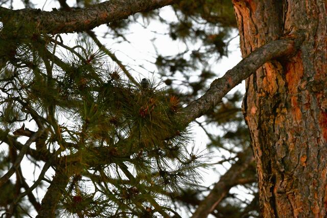 Eine Tannenmeise ist an Tannen Zuhause. Sucht man sie auf dem Bild, weiß man wieso. Findest du sie? 
Hier ein Schnappschuss vom Gersthofer Friedhof. | Foto: Zuzana Kobesova 2025