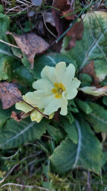 Meine erste Primel dieses Jahres ist hellgelb und noch zart von trockenem Laub umgeben.  | Foto: Zuzana Kobesova 2025
