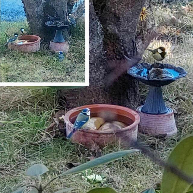 Bei der Vogeltränke ist reger Betrieb - Kohlmeisen, Blaumeisen, Tannenmeise, Kleiber, Haussperling, sogar einen Stieglitz hab ich heute gesichtet - ...sie alle kommen zum Trinken und Baden!!!



(...Fotoqualität ist schwach, hab mit Handykamera stark gezoomt😏)

