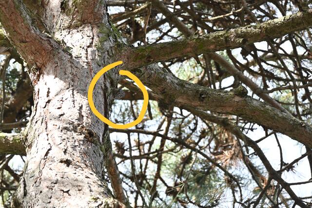 Hier ist er zu bewundern - der winzige Kletterer... wieder einmal fein getarnt, was es bei der Größe knifflig macht, ihn überhaupt zu erkennen. Bravo an alle, die ihn doch gefunden haben! 👏🥳👍 | Foto: Zuzana Kobesova 2025