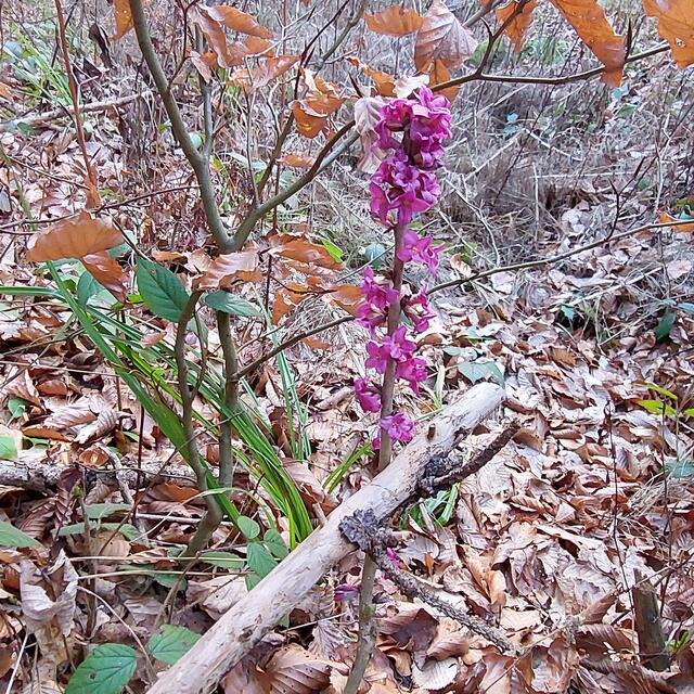 ...große Freude - heute die erste blühende Pflanze im neuen Jahr gesichtet!
Am Grenzpfad zum Dreiländereck (A/HU/SLO). Einige Eindrücke vom Sonntagsspaziergang habe ich in meinem BEITRAG zusammengefasst  - schau vorbei!

 | Foto: Monika Petanovitsch 