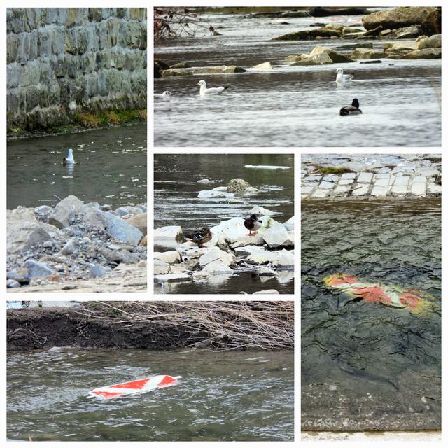 Vom Wasser fortgetragene Straßenzeichen, ausgerissene Betonblöcke, verbogene Markensteine... die Nachwehen der Überflutungen von Herbst sehen am Wienfluss vielfältig aus. | Foto: Zuzana Kobesova 2025
