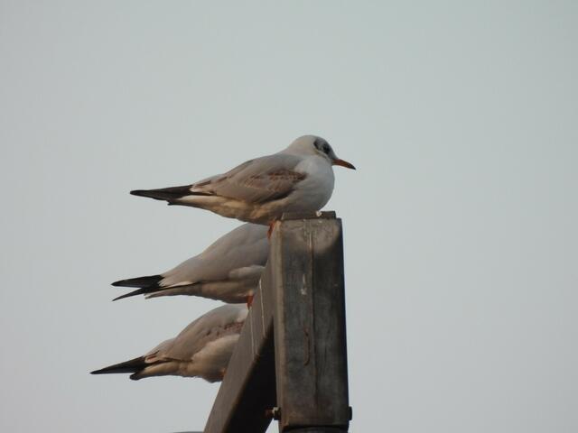 Dieses Trio hat am Wochenende im Schweizer Garten seine Synchronkünste geübt. Inklusive der Formation im Sitzen ☺️👀🪽 | Foto: Zuzana Kobesova 2025