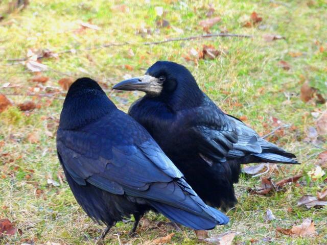 Love is in the air - der Sir im schwarzem Glanzfrak weicht seiner Angebeteten nicht von der Seite. Manchmal putzt er ihr Gefieder, Frechlinge verjagt er mit großen kräftigen Sprüngen. Selbst den 12-köpfigen Schwarm Möwen fürchtet er nicht. 

 | Foto: Zuzana Kobesova 2025